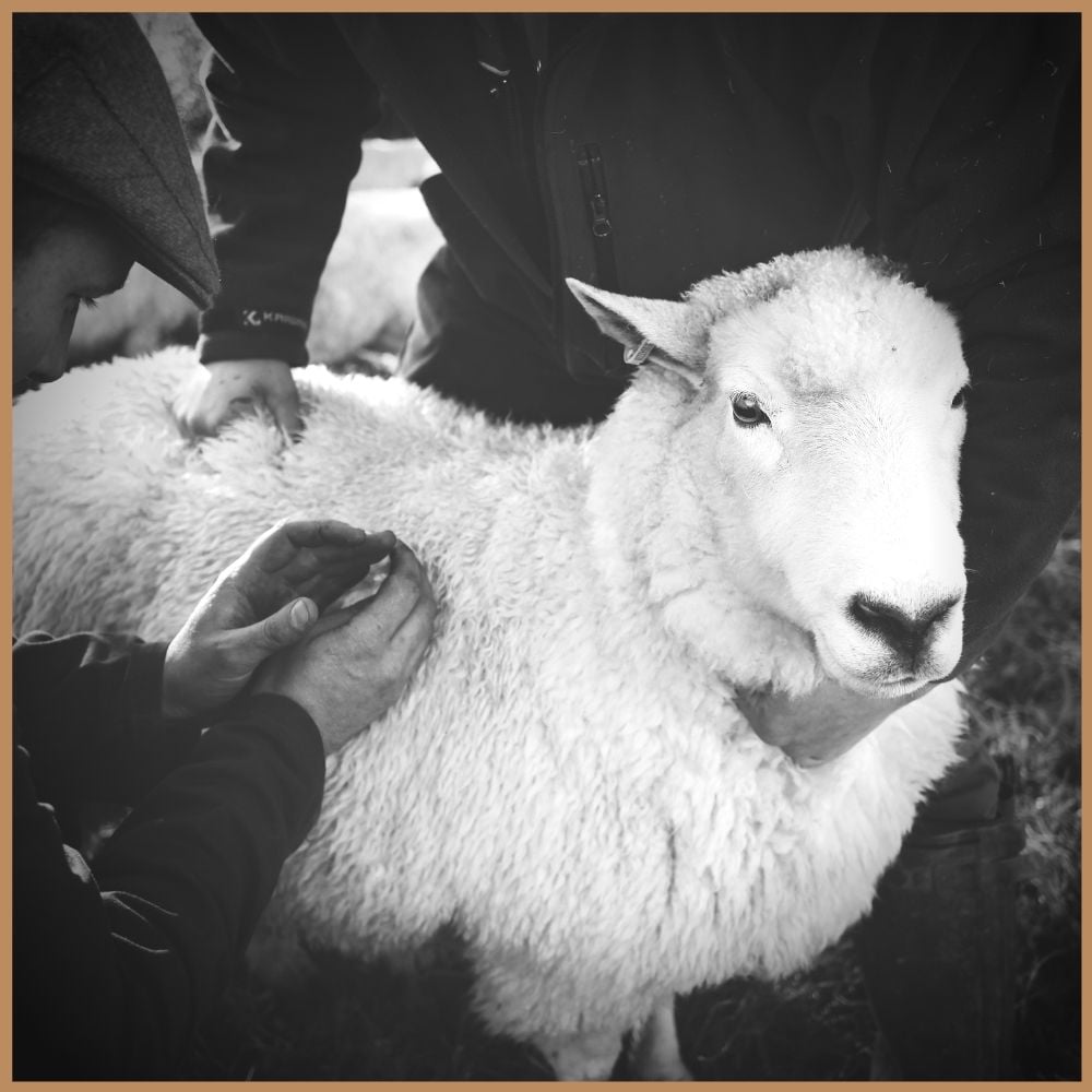 up close of a sheep inspection