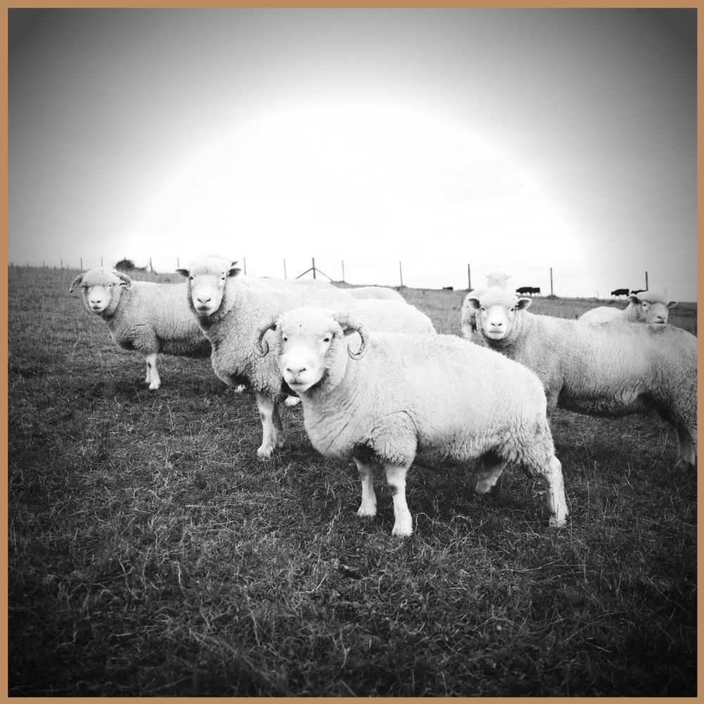 flock of sheep in a field