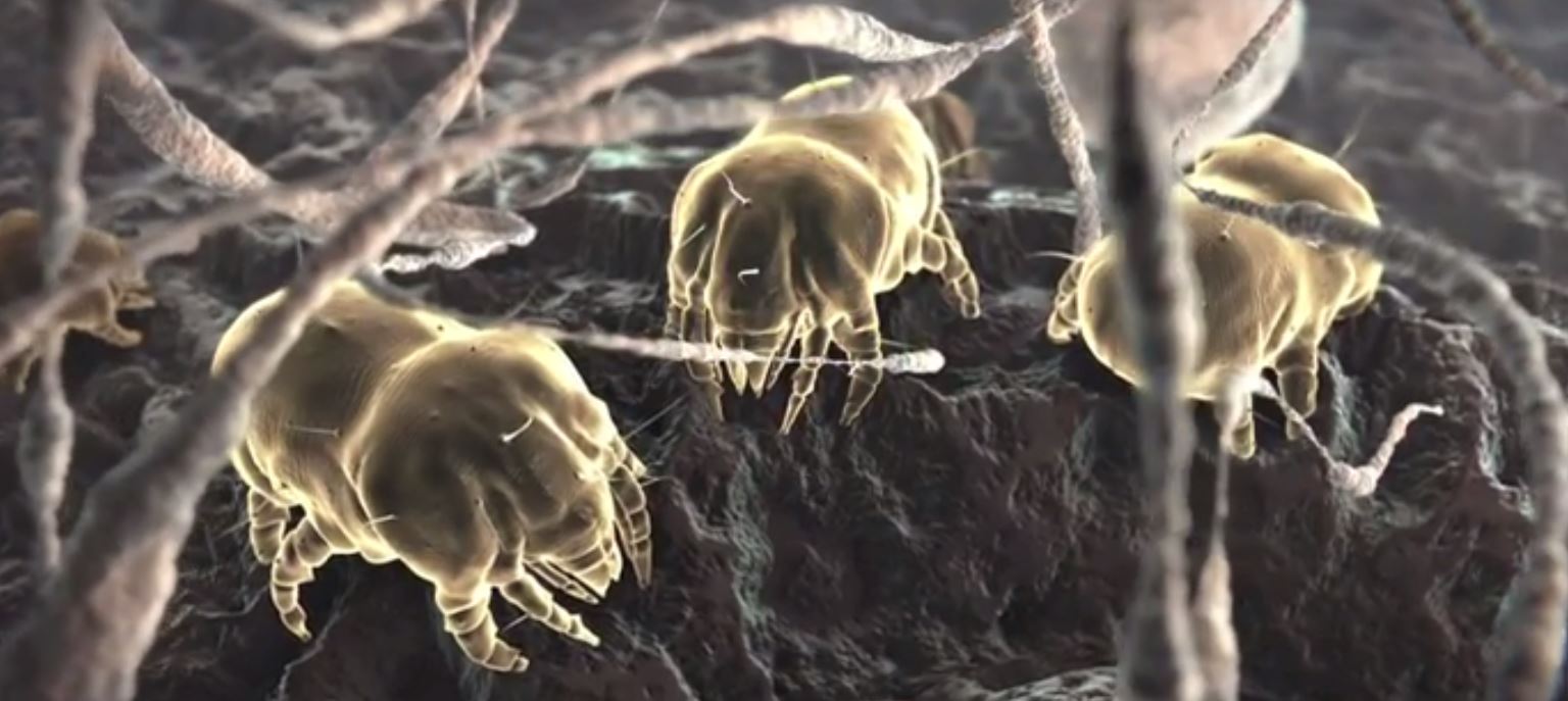 Dust Mites