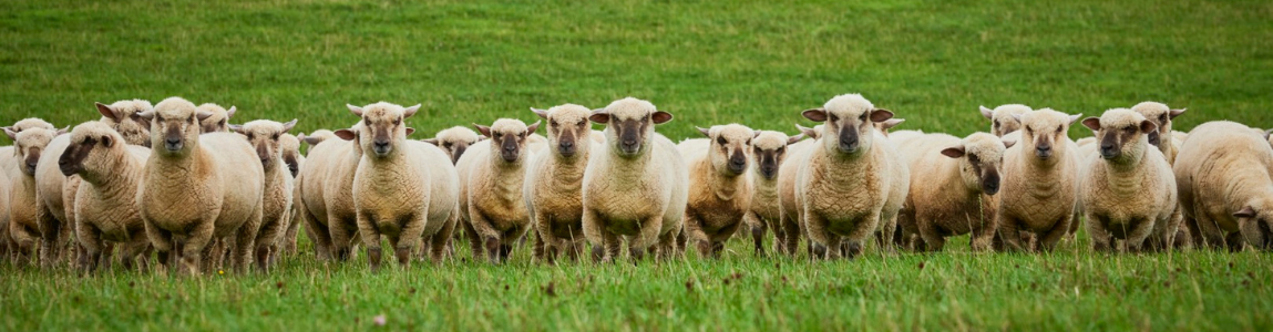 flock of organic wasahble sheep