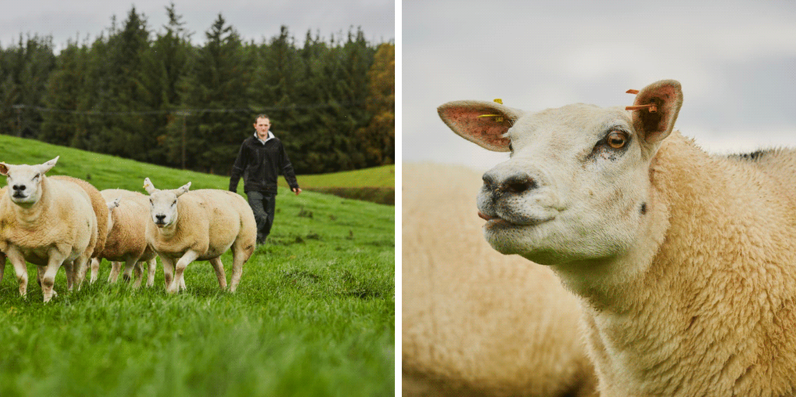 farmer out in the field with the sheep