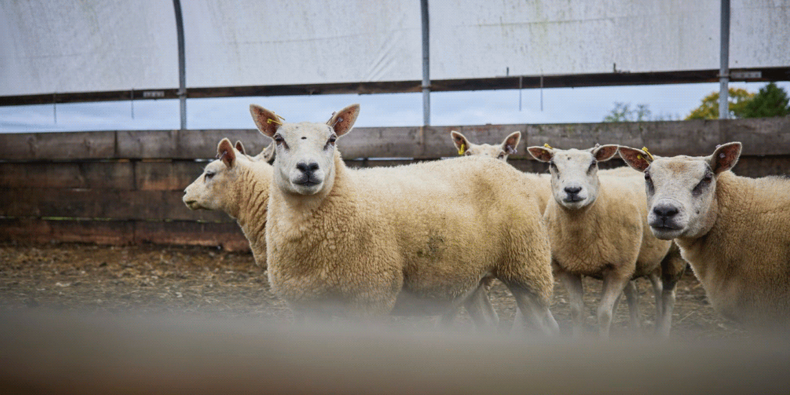 close up of sheep in the shed