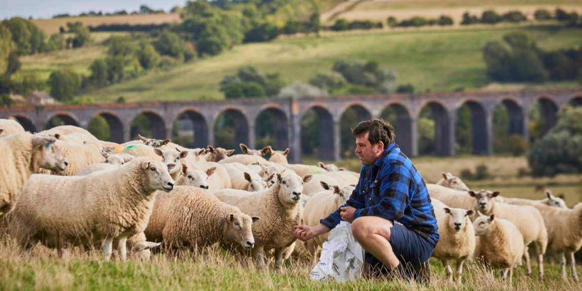 Tom scott feeding his sheep