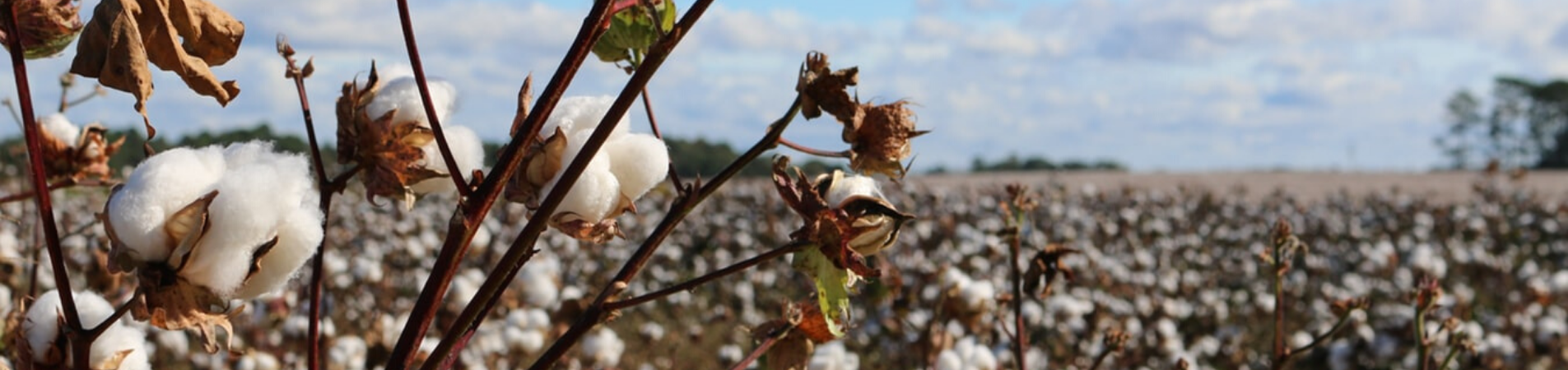Organic Cotton vs. Regular Cotton