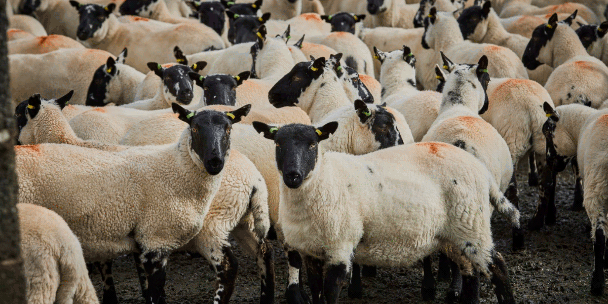 Flock of sheep in the yard