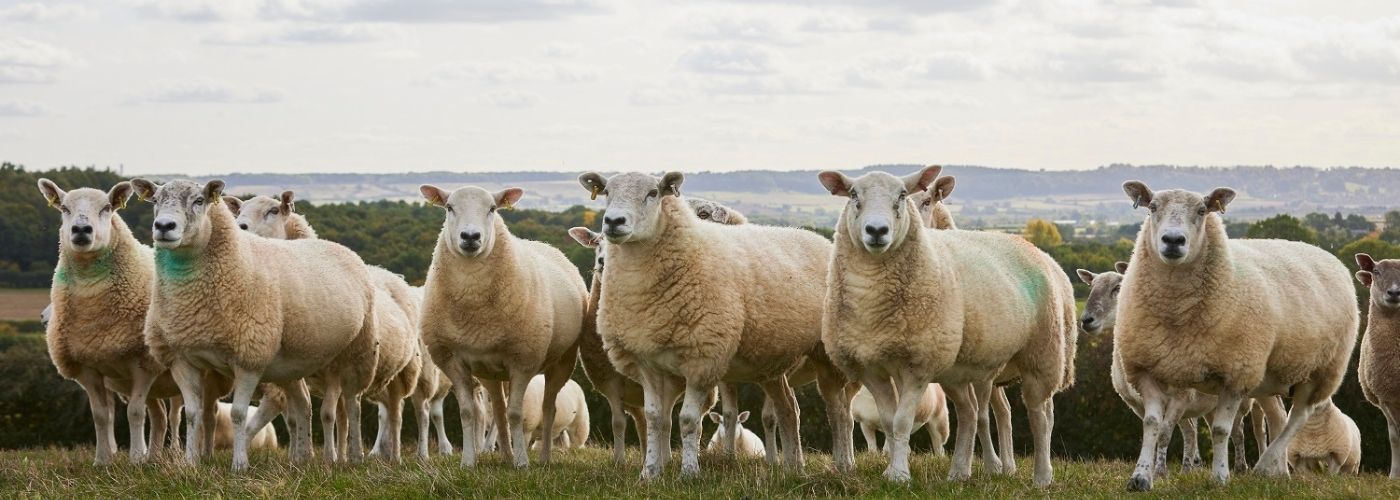 what is sheep wool used for