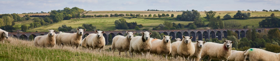 flock of sheep with viaduct in the background
