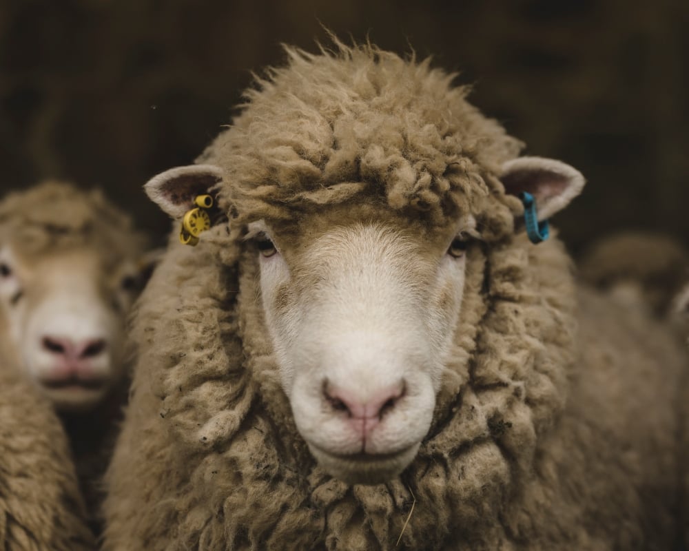 Why Does Some Wool Itch But Not Others? | Woolroom