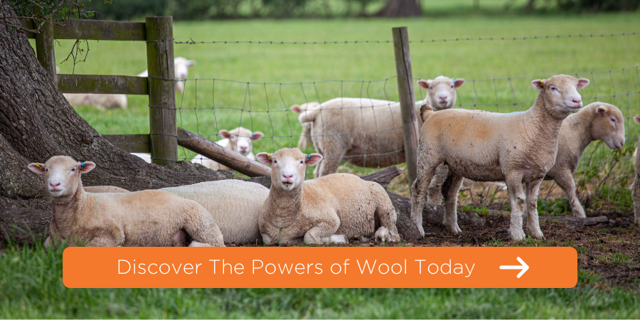 lambs under the tree with a link to the power of wool